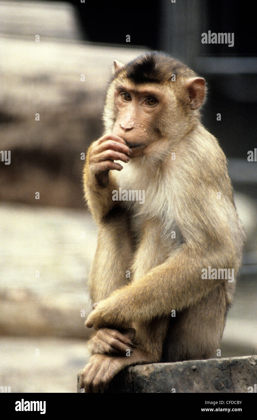 Rhesus-Makaken-Affen Stockfoto