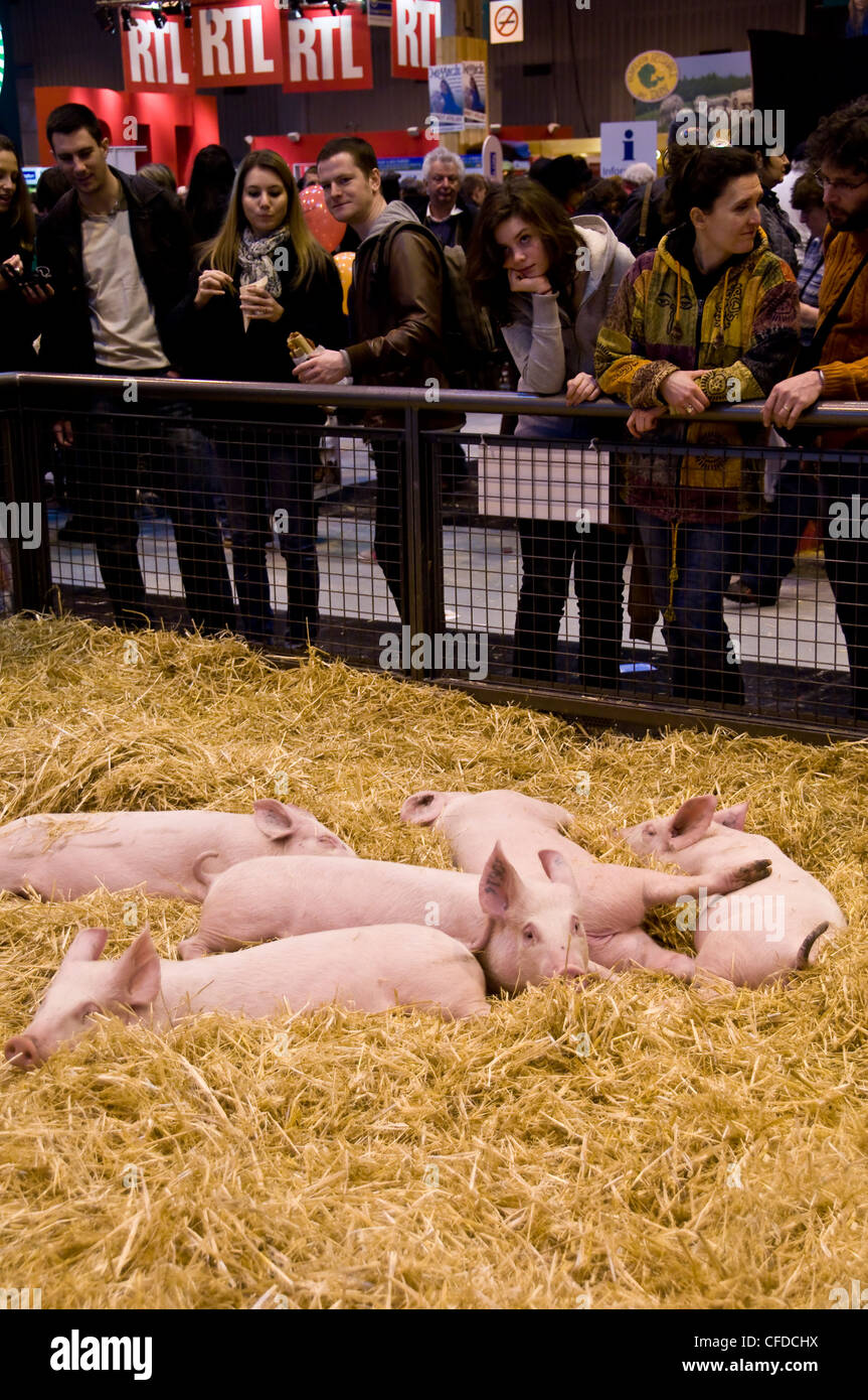 Menschen beobachten Baby Schweine auf Paris International Landwirtschaft Show - Frankreich Stockfoto