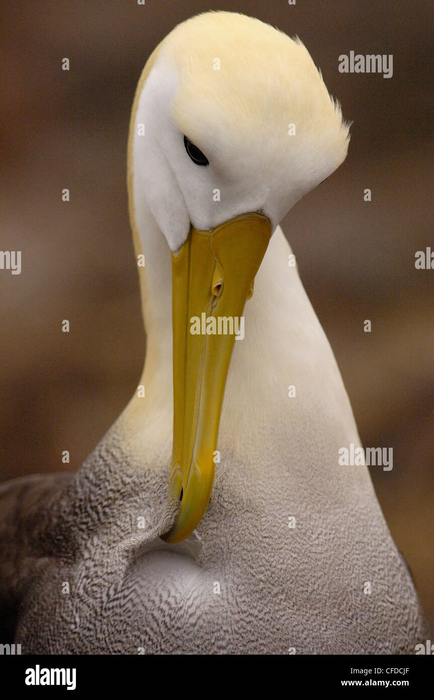 Winkte Albatross putzen, Punto Cevallos, Espanola (Haube) Insel, Galapagos-Inseln, Ecuador, Südamerika. Stockfoto