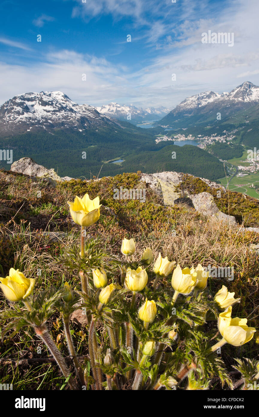 Alpenblumen und Ansichten von Celerina und St. Moritz von oben auf Muottas Muragl, Schweiz, Europa Stockfoto