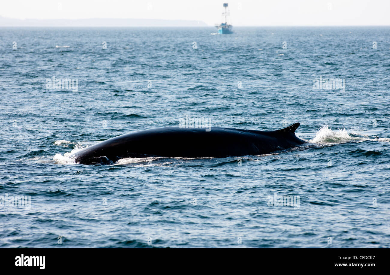 FIN Whale (Balaenoptera Physalus), aus Grand Manan Island, Bay Of Fundy, New Brunswick, Kanada Stockfoto
