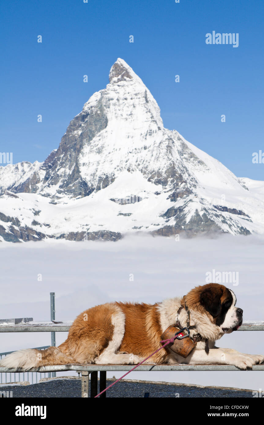 Bernhardiner und Matterhorn von oben auf den Gornergrat, Schweiz, Europa Stockfoto