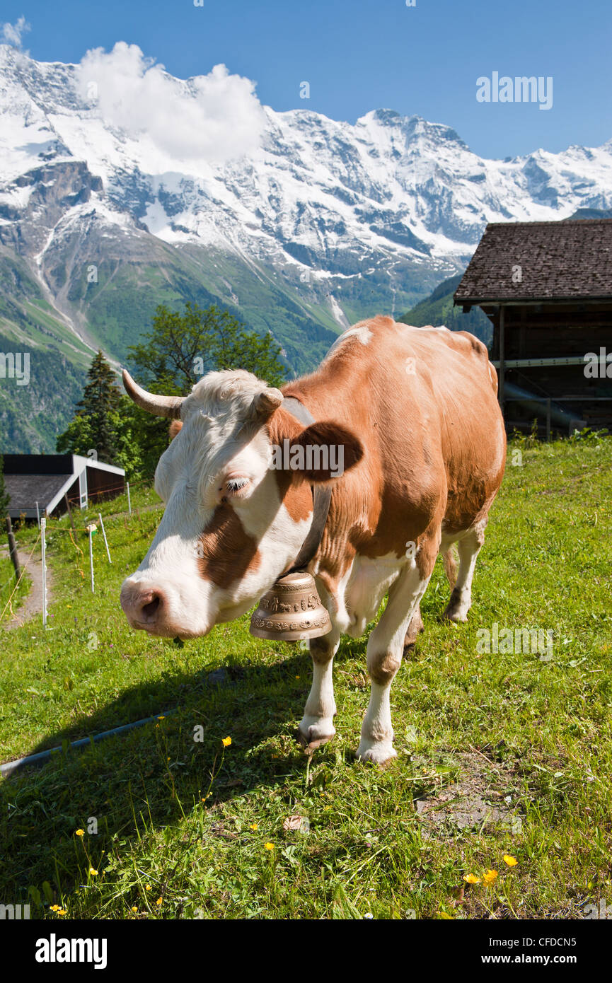 Jungfraumassiv und Kuh in der Nähe von Mürren, Jungfrau Region, Schweiz, Europa Stockfoto