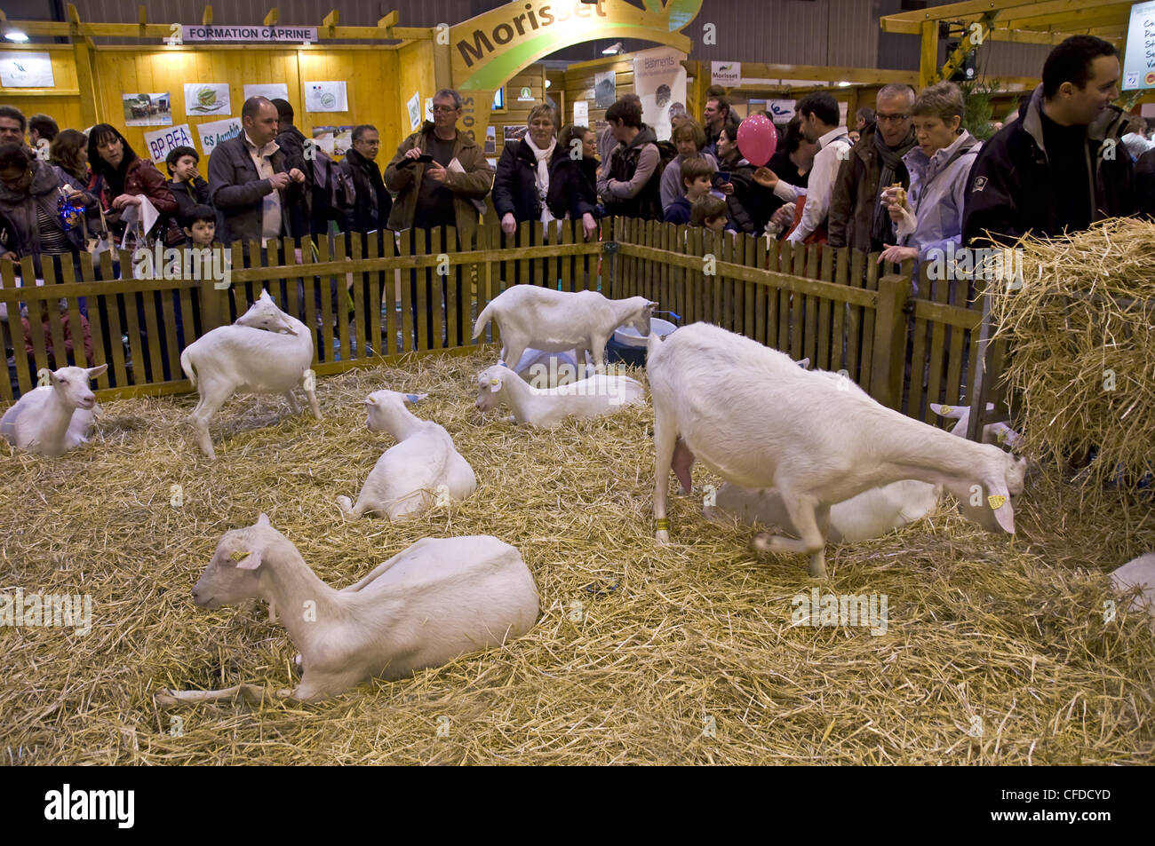 Menschen beobachten Ziegen auf Paris International Landwirtschaft Show - Frankreich Stockfoto