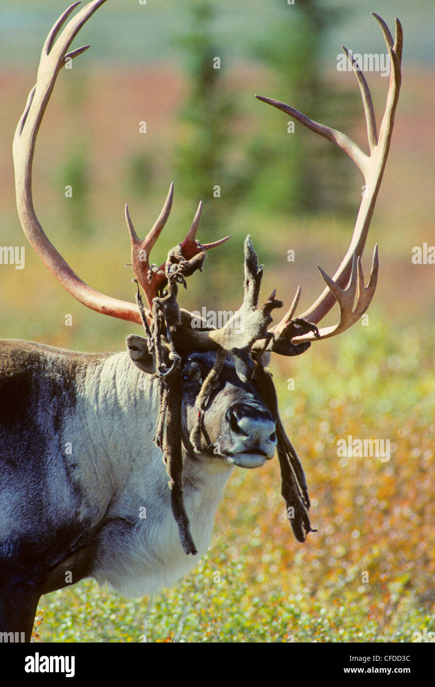 Caribou (Rangifer Tarandus) männlich vergießen samt vor der Brunft im Oktober und November. Alaska, Vereinigte Staaten von Amerika. Stockfoto