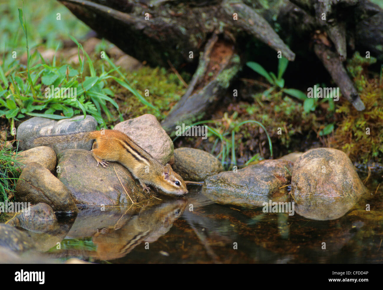 Östliche Chipmunk (Tamias Straitus) Erwachsenen, Ontario, Kanada Stockfoto