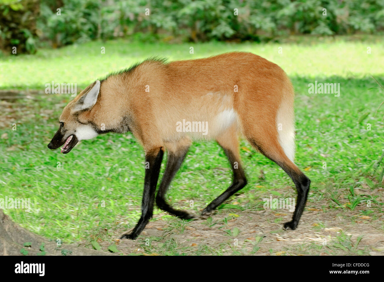 Mähnenwolf (Chrysocyon Brachyurus), Pantanal, südwestlichen Brasilien, Südamerika Stockfoto