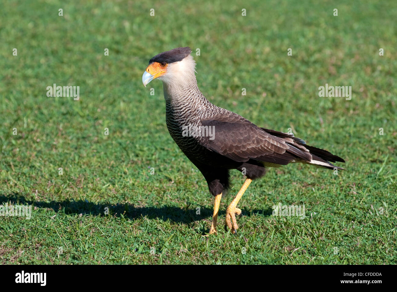 Nördlichen Karakara (Caracara Cheriway), Pantanal Sumpfgebiete, südwestlichen Brasilien, Südamerika Stockfoto