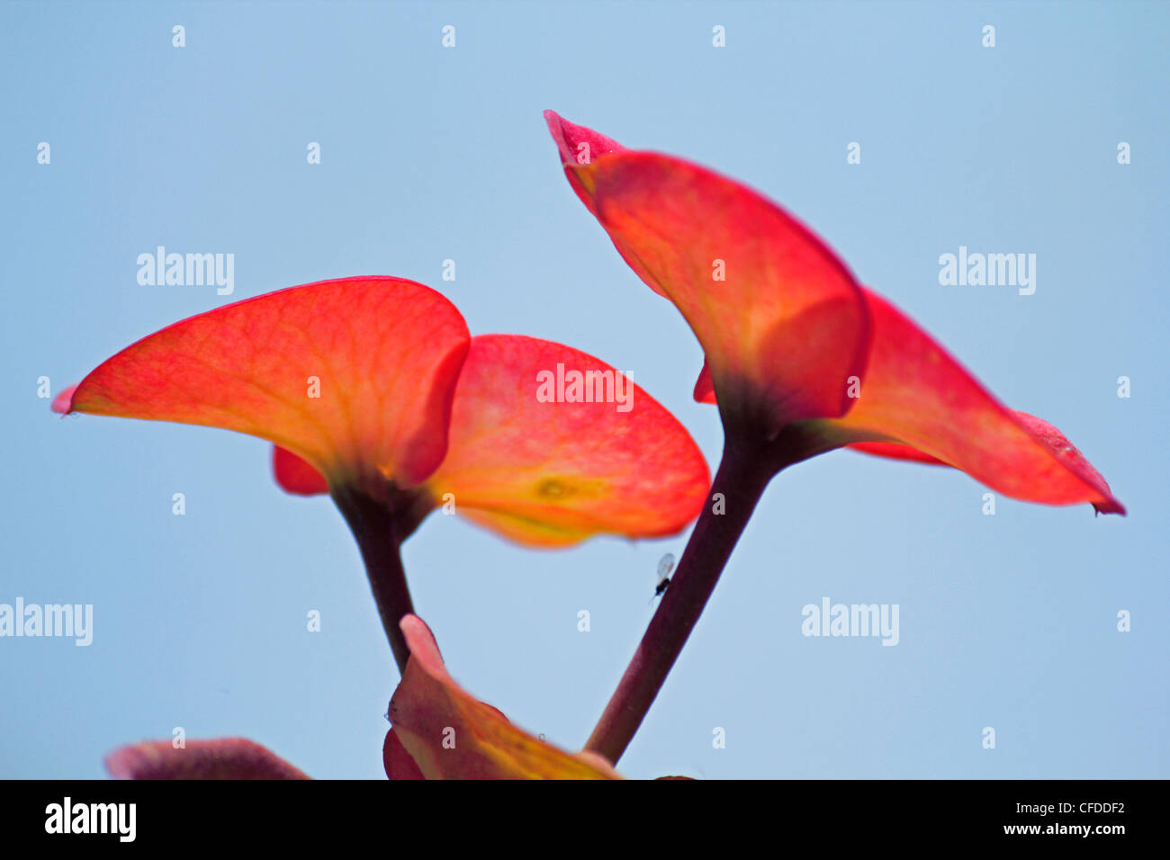 Blüten der Orchidee Dornenkrone, Euphorbia Milii Splendens, Pune, Maharashtra, Indien Stockfoto