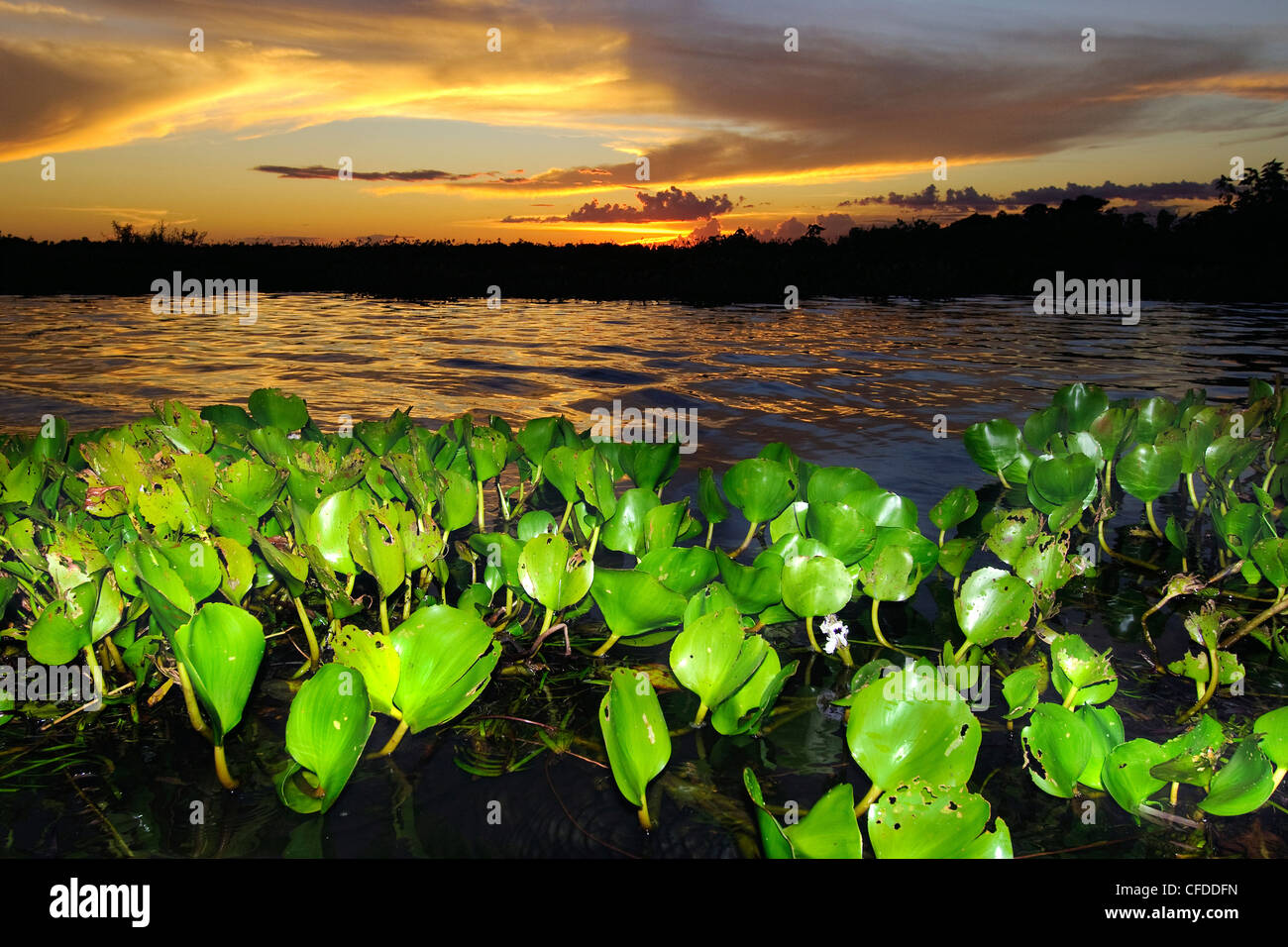 Wasser Hyazinthe (Eichhornia Crassipes), Pantanal Sumpfgebiete, südwestlichen Brasilien, Südamerika Stockfoto