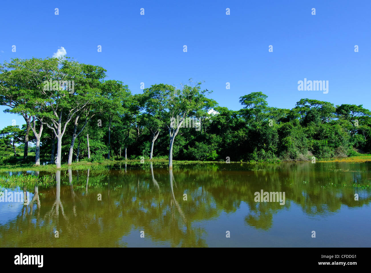 Pantanl Feuchtgebiete, südwestlichen Brasilien, Südamerika Stockfoto