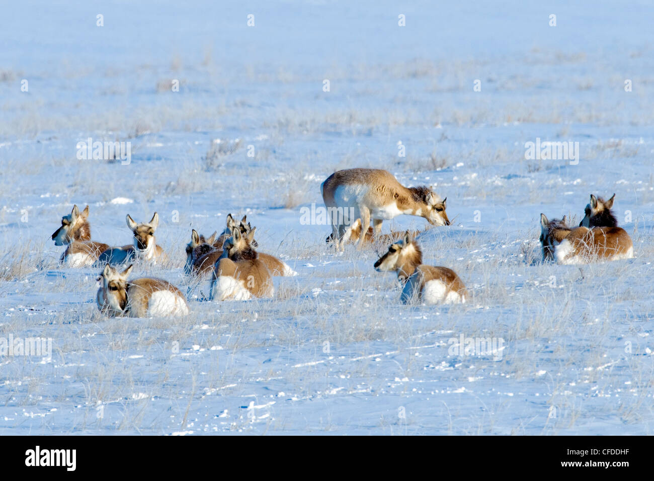 Gabelbock (Antilocapa Americana) Herde in Winter, Prairie, Alberta, Kanada Stockfoto