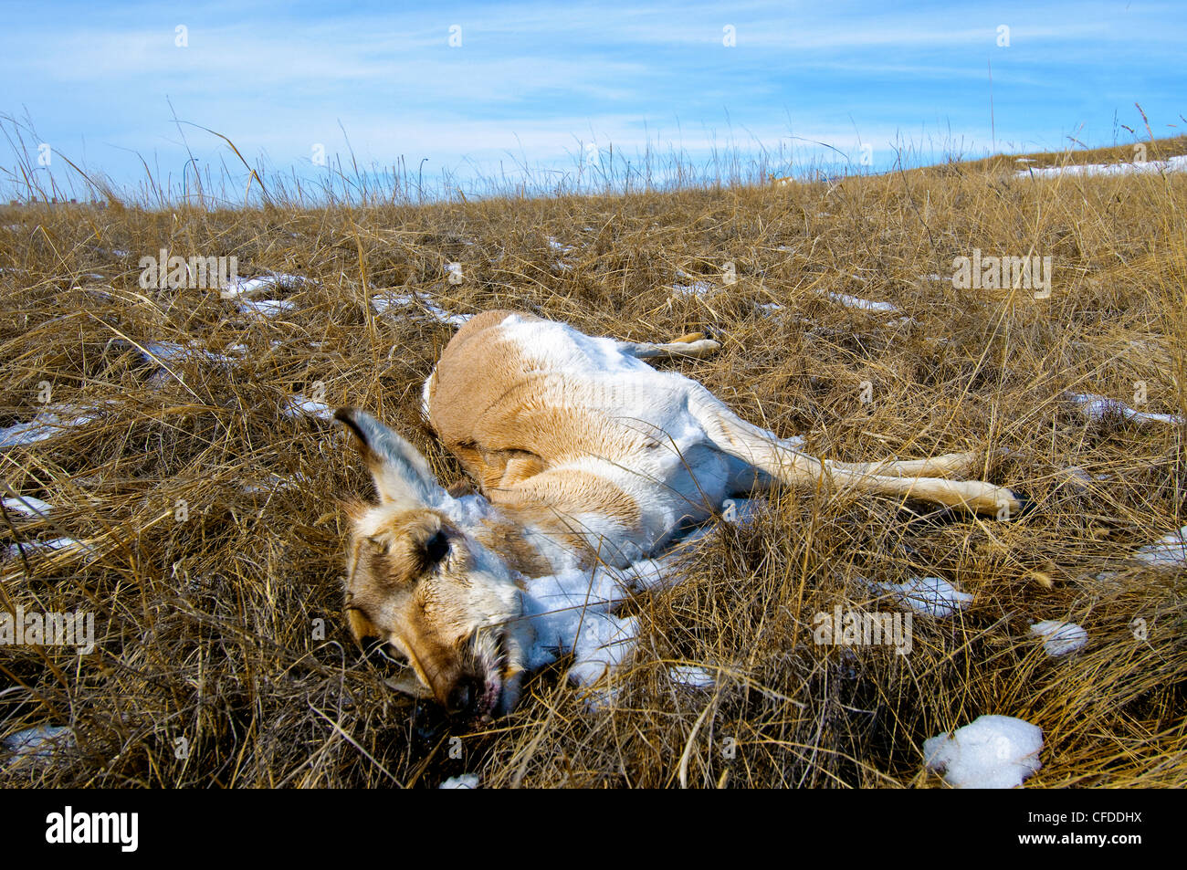 Gabelbock (Antilocapa Americana) Hunger Sterblichkeit im späten Winter, Prairie Alberta, West-Kanada Stockfoto