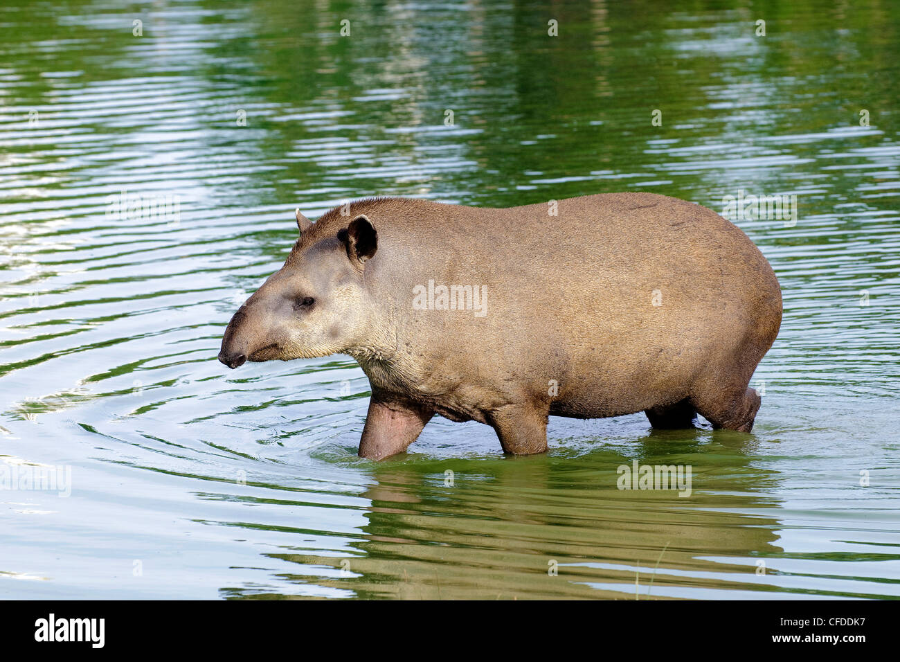 Wasserschweine (Hydrochaeris Hydrochaeris), Pantanal Sumpfgebiete, südwestlichen Brasilien, Südamerika Stockfoto