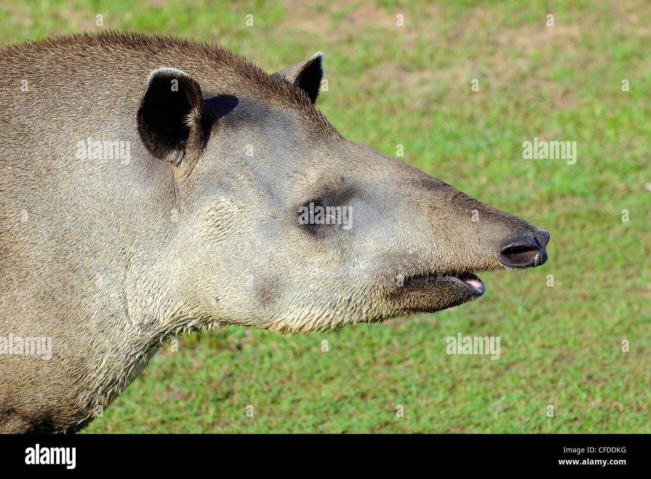 Wasserschweine (Hydrochaeris Hydrochaeris), Pantanal Sumpfgebiete, südwestlichen Brasilien, Südamerika Stockfoto