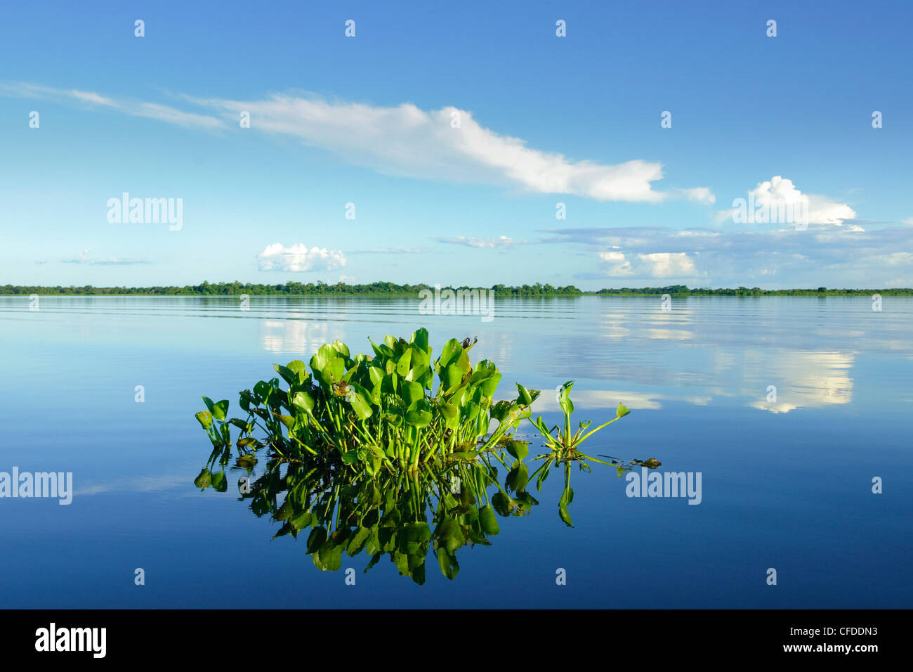 Wasser Hyazinthe (Eichhornia Crassipes), Pantanal Sumpfgebiete, südwestlichen Brasilien, Südamerika Stockfoto