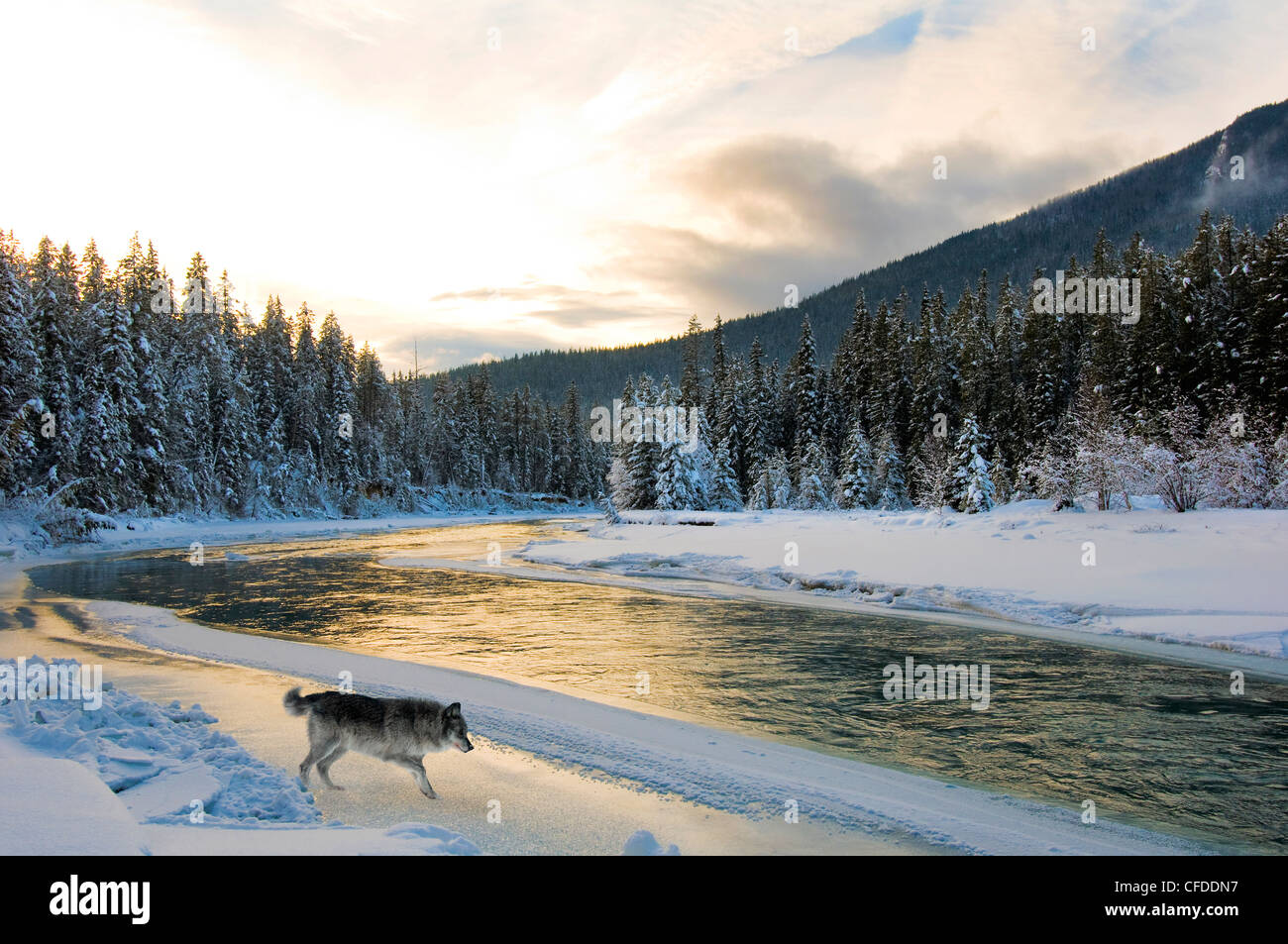 Grauer Wolf (Canis Lupus), Blaeberry Fluss, östlichen British Columbia, Kanada Stockfoto