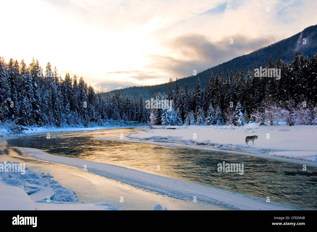 Grauer Wolf (Canis Lupus), Blaeberry Fluss, östlichen British Columbia, Kanada Stockfoto