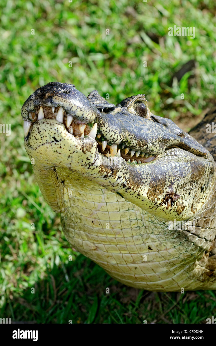 Yacare Kaiman (Caiman Crocodilus), Pantanal Sumpfgebiete, Süd-Brasilien, Südamerika Stockfoto