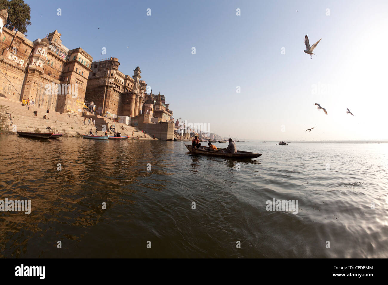 Möwe, über Fluss Ganges in Varanasi, Uttar Pradesh, Indien, Asien Stockfoto