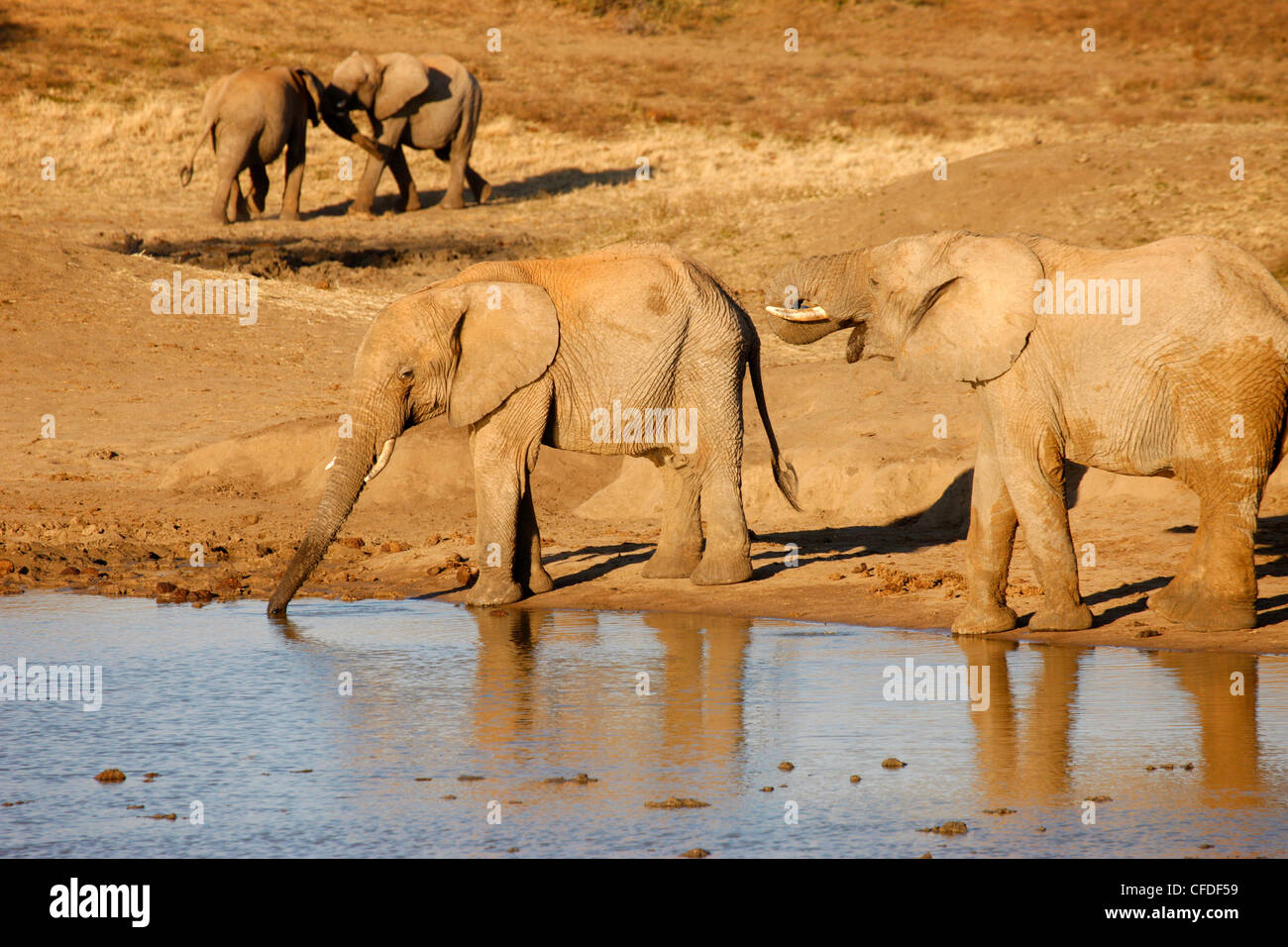 Afrikanische Elefanten, Madikwe Game reserve, Madikwe, Südafrika, Afrika Stockfoto