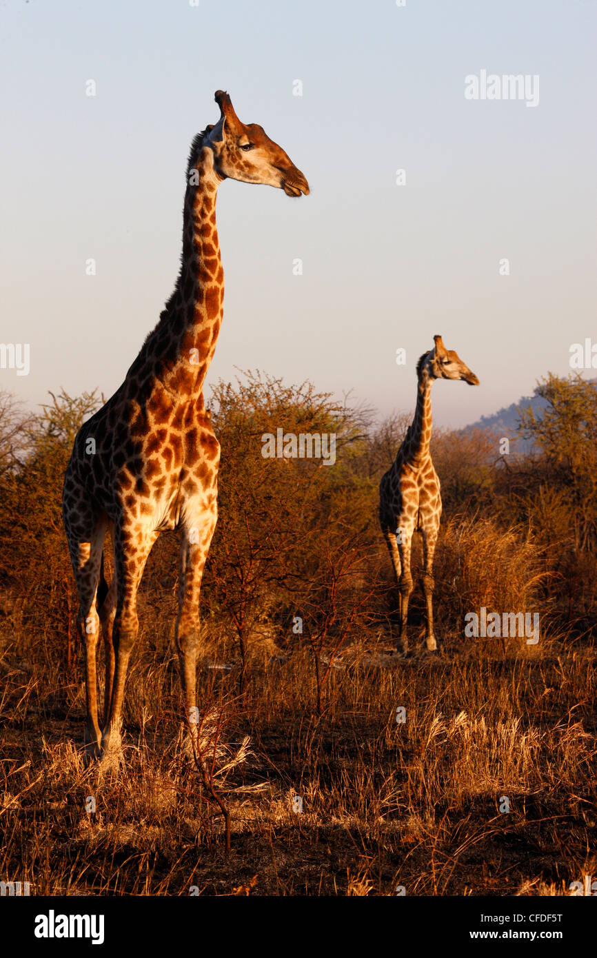 Giraffen, Madikwe Game reserve, Madikwe, Südafrika, Afrika Stockfoto