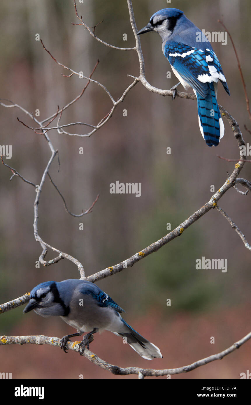 Der Blue Jay Cyanocittcristata Passerine Vogel Stockfoto
