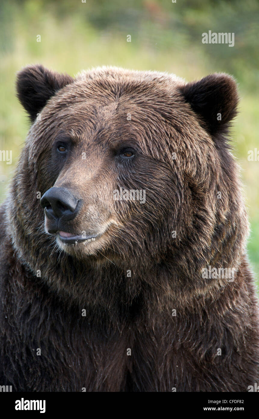 Close-up Grizzlybär Gesicht schauende Betrachter Ursus Stockfoto