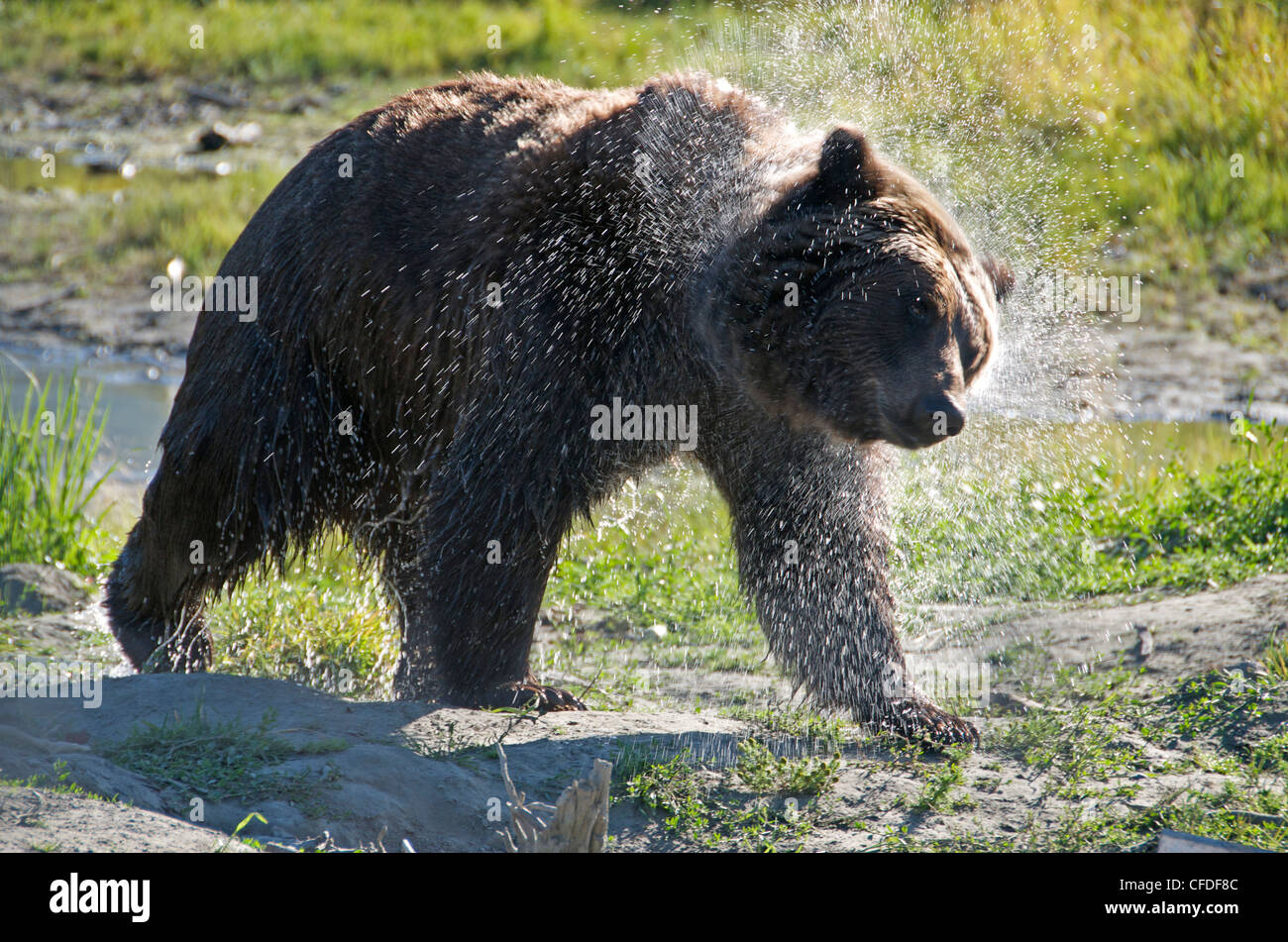 Grizzly Bear Spray abschütteln Wasser Ursus arctos Stockfoto