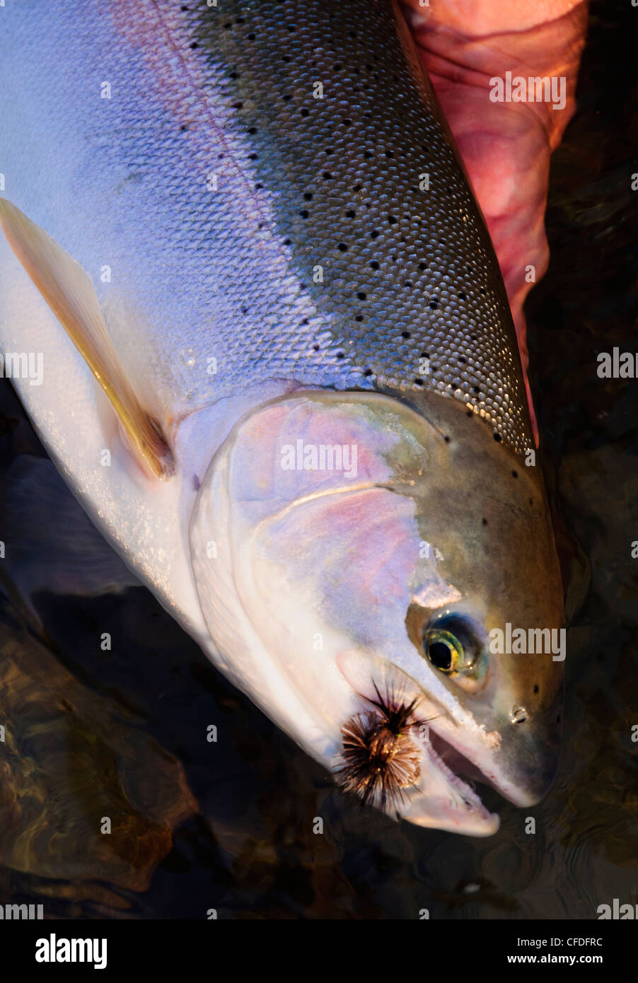 Mann hält Steelhead Forelle Stockfoto