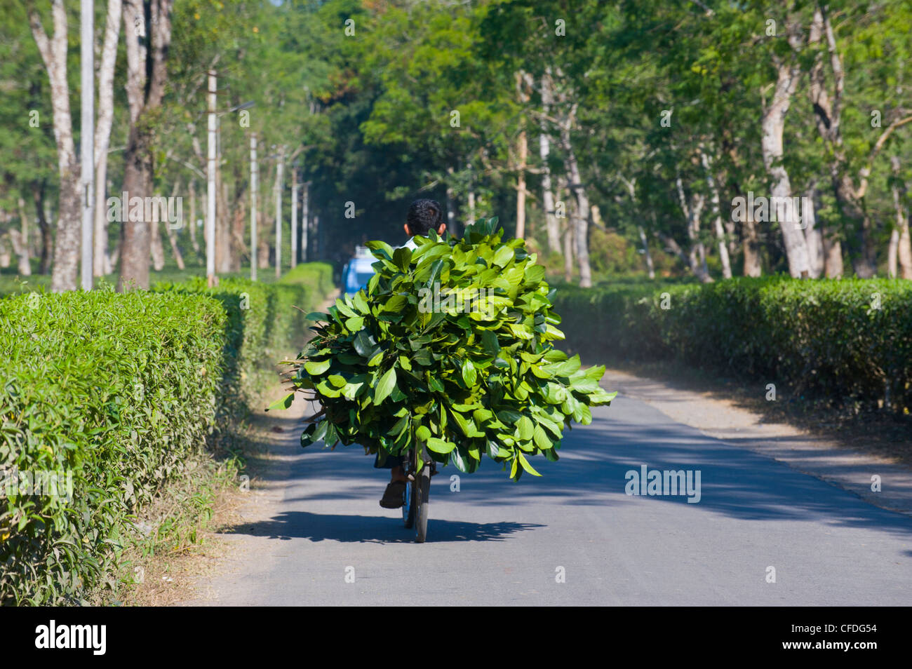 Arbeiter bringt Tee auf seinem Fahrrad nach Hause, Assam, Indien, Asien Stockfoto