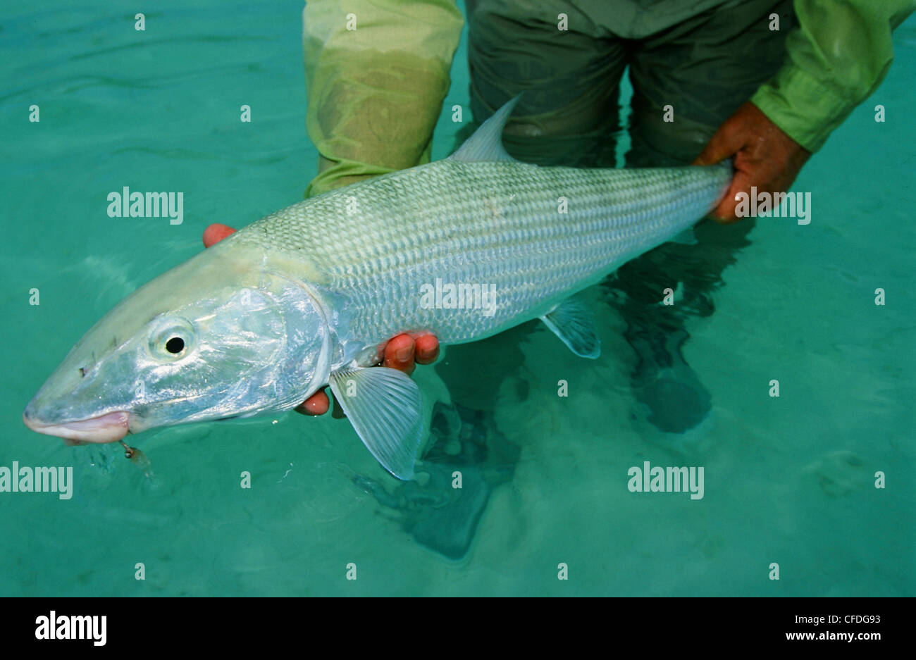 Mann-Betrieb-Knochenfische Stockfoto