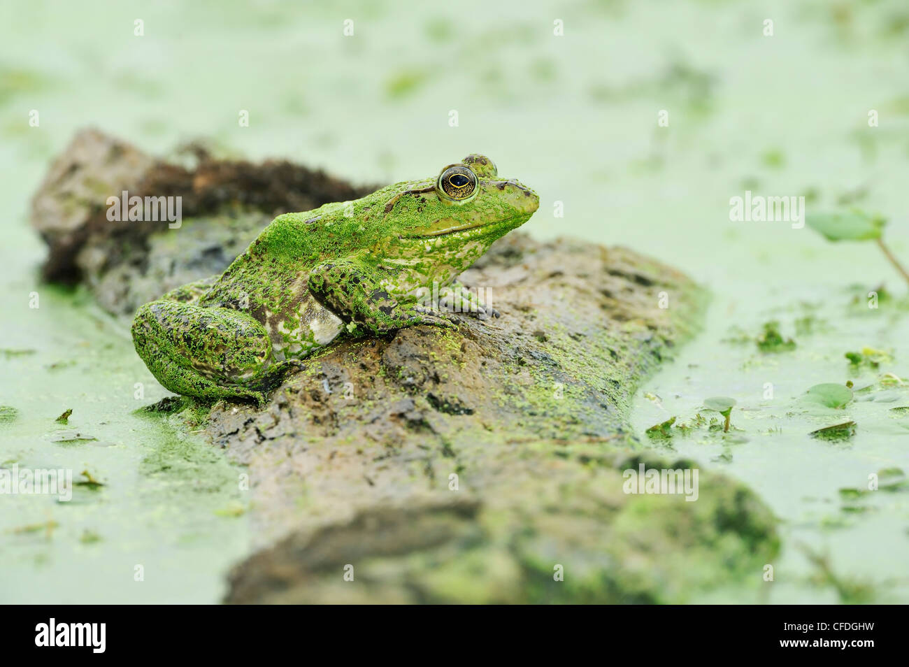 Amerikanischer Ochsenfrosch (Rana Catesbeiana) Brazos Bend State Park, Texas, Vereinigte Staaten von Amerika Stockfoto