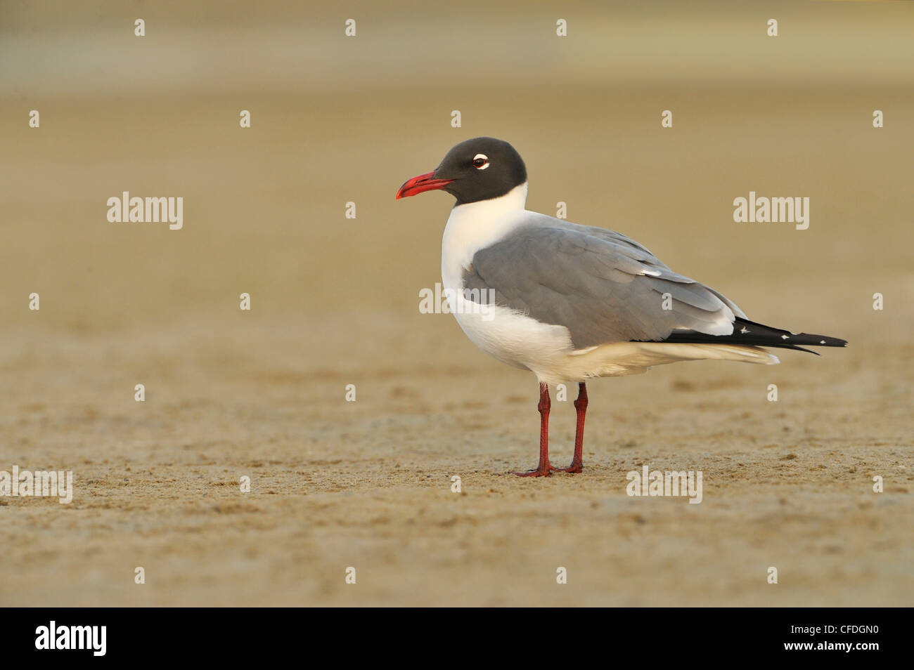 Lachend Gull (Larus Atricilla) - South Padre Island, Texas, Vereinigte Staaten von Amerika Stockfoto