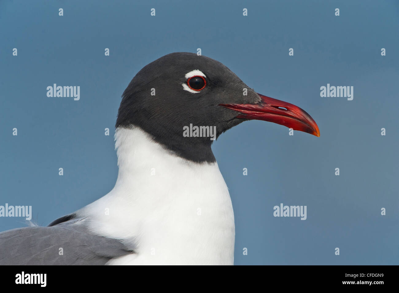 Lachend Gull (Larus Atricilla) - South Padre Island, Texas, Vereinigte Staaten von Amerika Stockfoto