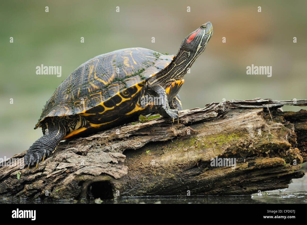 Ruhenden Schildkröte am Brazos Bend State Park, Texas, Vereinigte Staaten von Amerika Stockfoto
