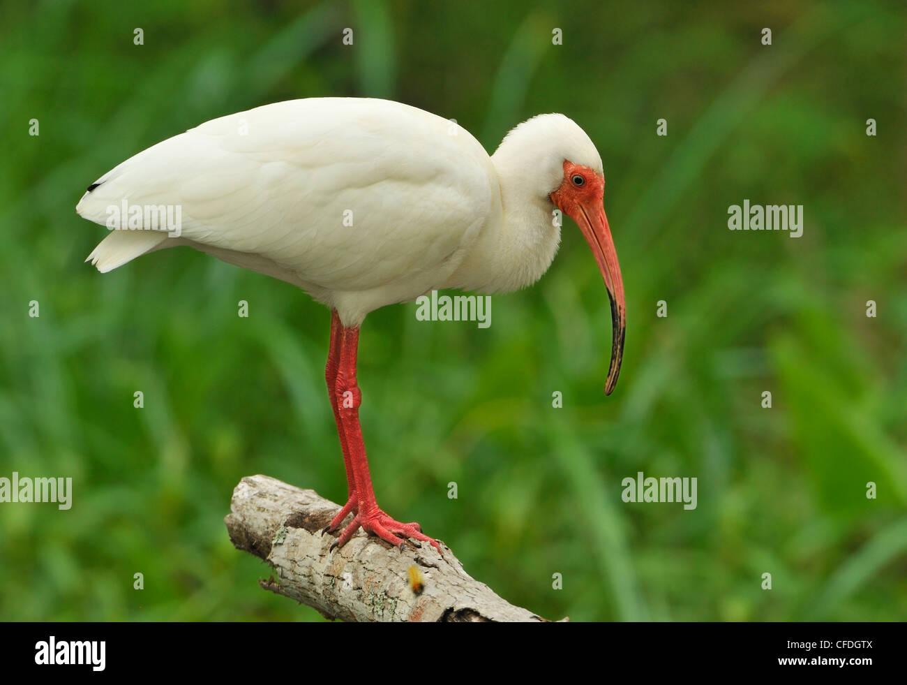 Weißer Ibis (Eudocimus Albus) - South Padre Island Texas, Vereinigte Staaten von Amerika Stockfoto