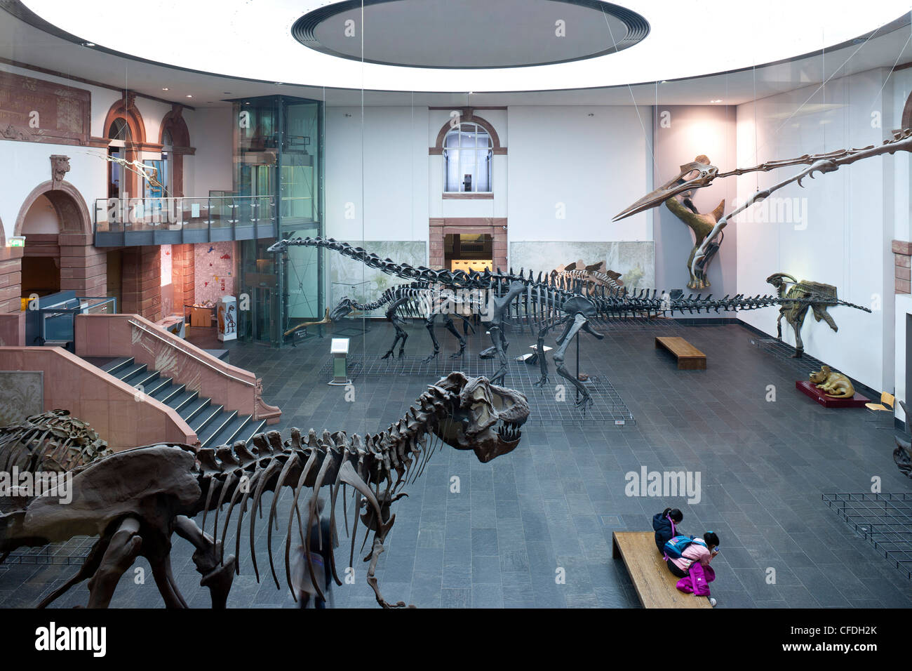 Senckenberg-Museum, Blick auf in der die Dinosaurier Hall, Frankfurt Am Main, Hessen, Deutschland, Europa Stockfoto