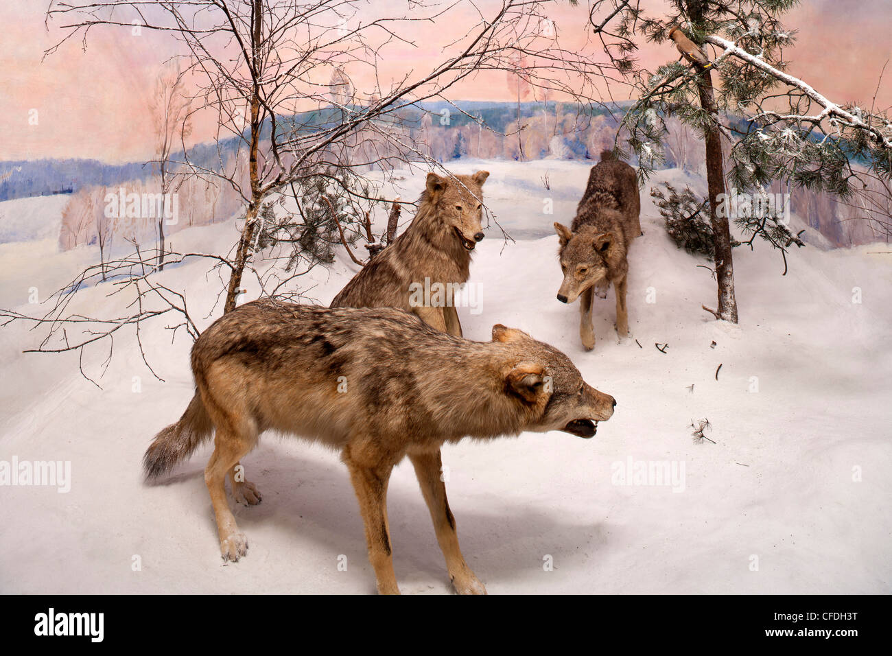 Senckenberg-Museum, Diorama mit Wölfen vor das Wandbild des Malers Woelcke, Frankfurt Am Main, Hessen, Deutschland, Eu gemacht Stockfoto