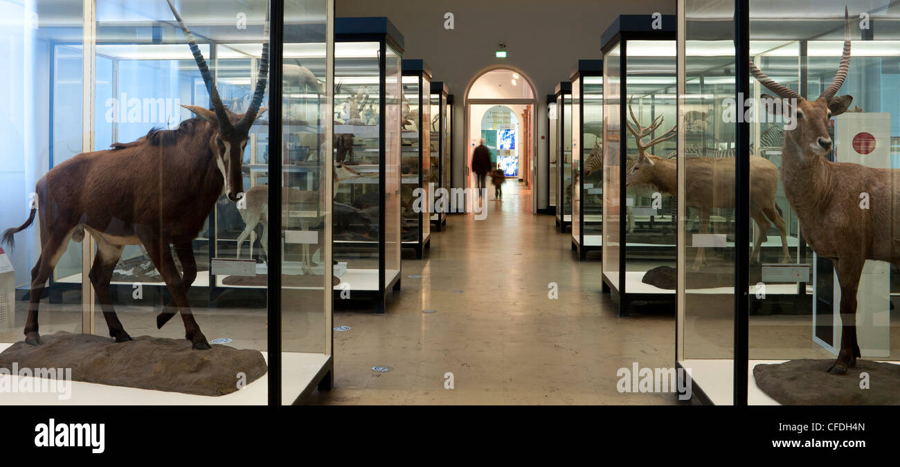 Senckenberg-Museum, Blick in die großen Säugetiere Halle, Frankfurt Am Main, Hessen, Deutschland, Europa Stockfoto