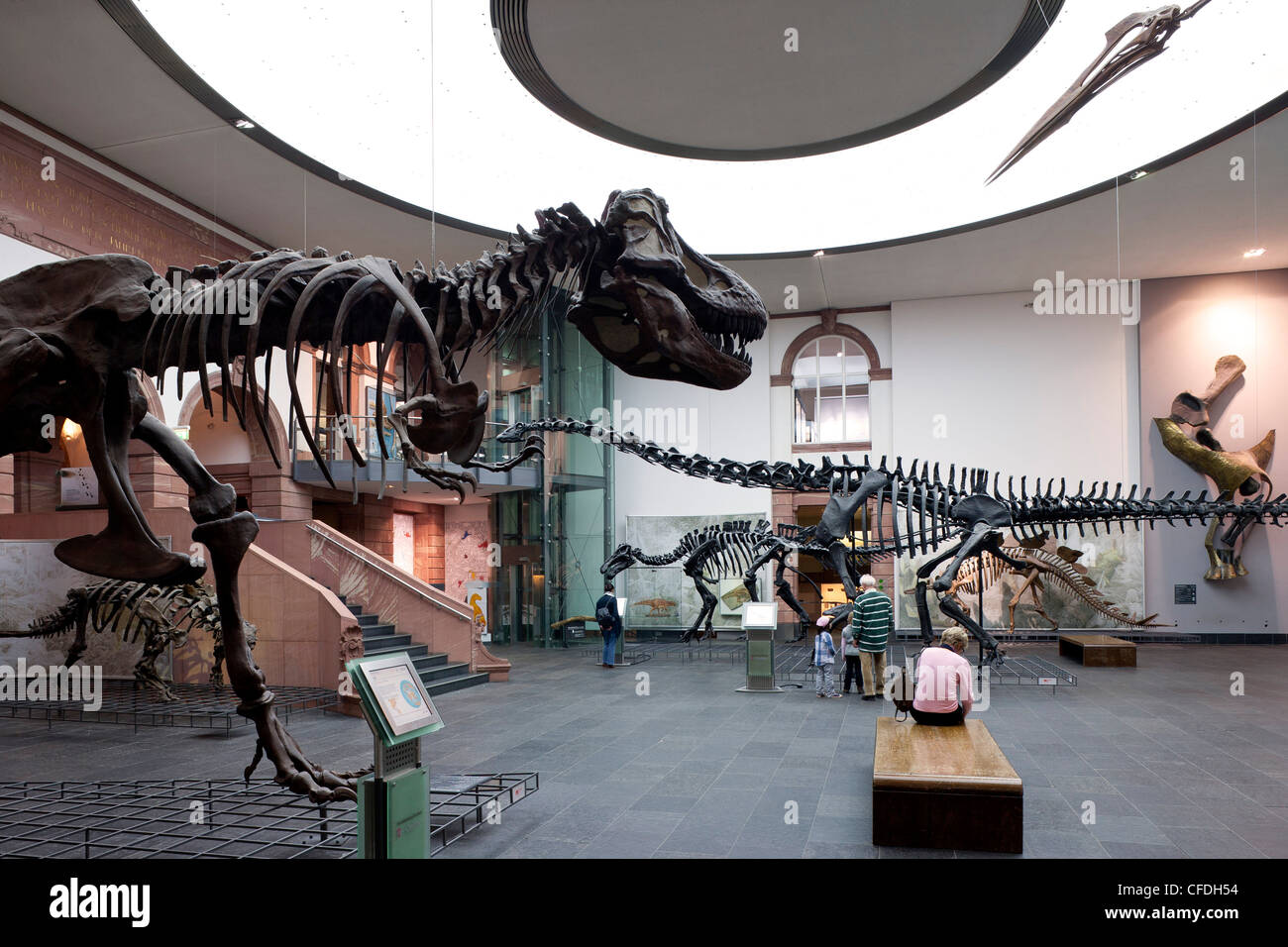 Senckenberg-Museum, Blick auf in der die Dinosaurier Hall, Frankfurt Am Main, Hessen, Deutschland, Europa Stockfoto