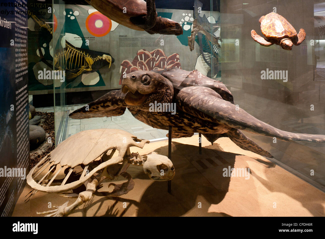 Senckenberg-Museum, Vitrine mit Meeresschildkröten, Frankfurt Am Main, Hessen, Deutschland, Europa Stockfoto