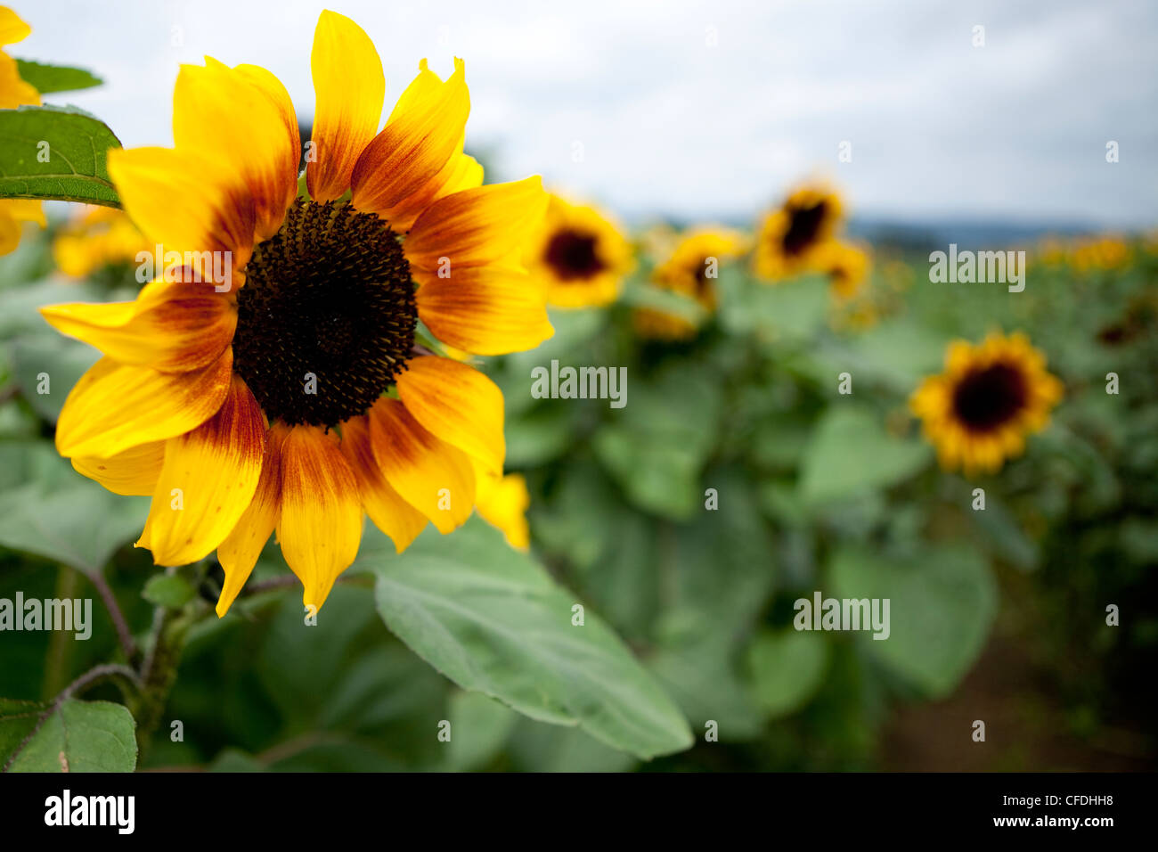 U-Pic Sonnenblumen in einem lokalen Bauernhof. Stockfoto
