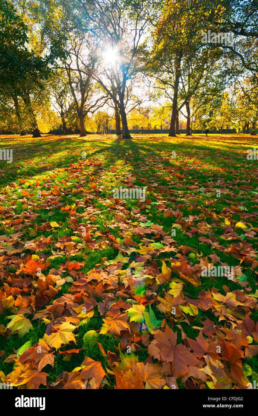 Hyde Park im Herbst, London, England, Vereinigtes Königreich, Europa Stockfoto