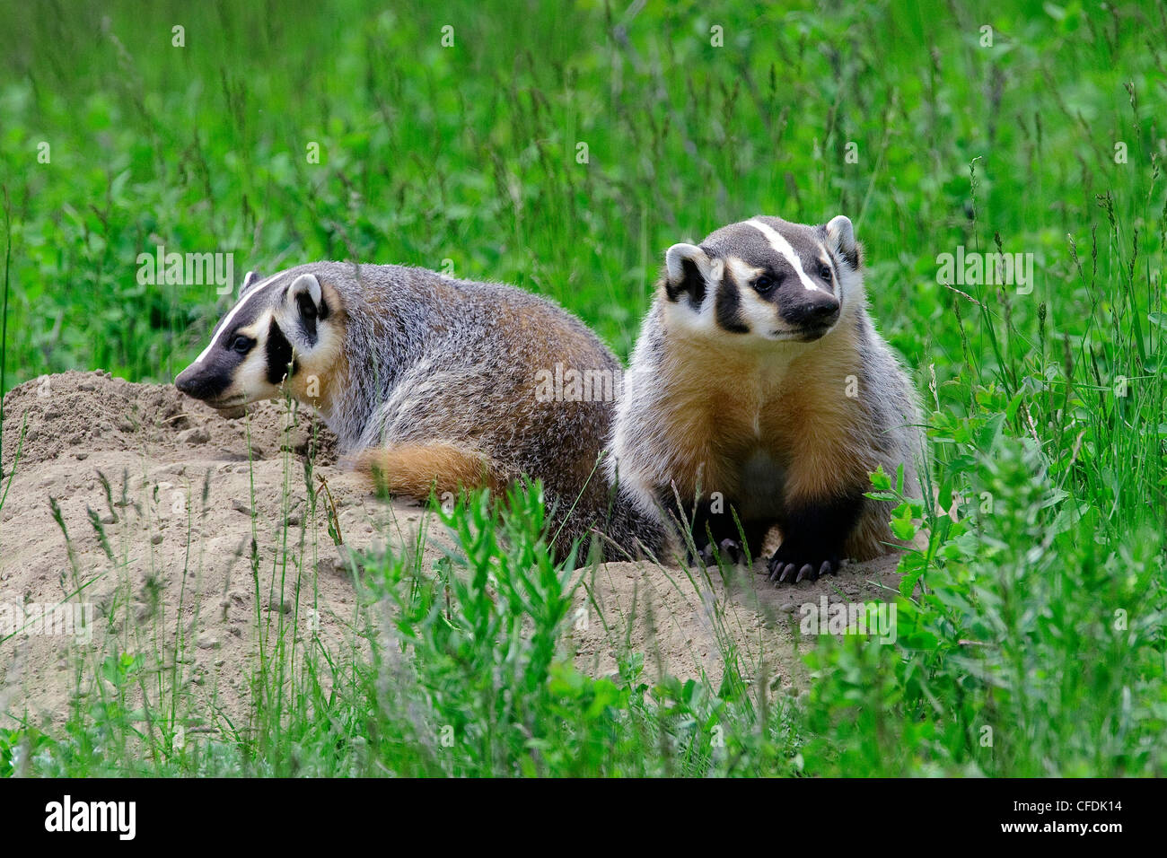 Amerikanischer Dachs Bausätze (Taxidea Taxus) zu ihrem Geburtshoroskop Burrow, Zentral British Columbia, Kanada Stockfoto
