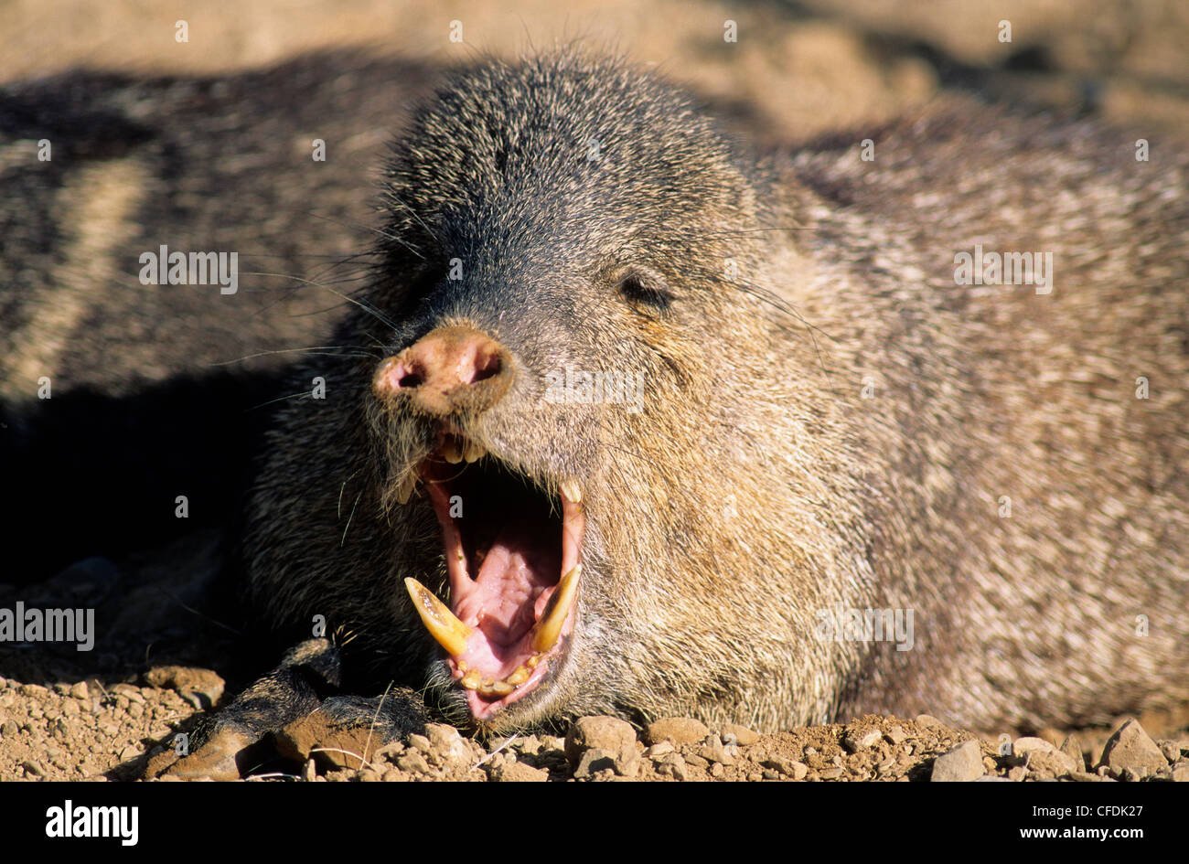 Halsband Peccary (Tayassu Tajacu) Gähnen, Sonora-Wüste, Süd-Arizona, Vereinigte Staaten von Amerika Stockfoto