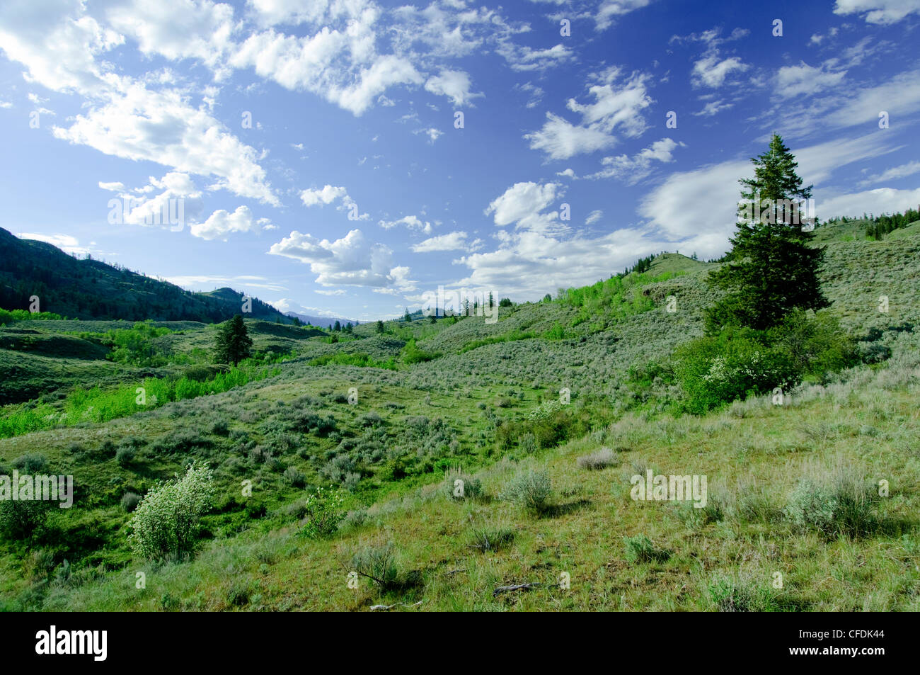 Kilpoola Grasland, Okanagan Valley, südlichen British Columbia, Kanada Stockfoto