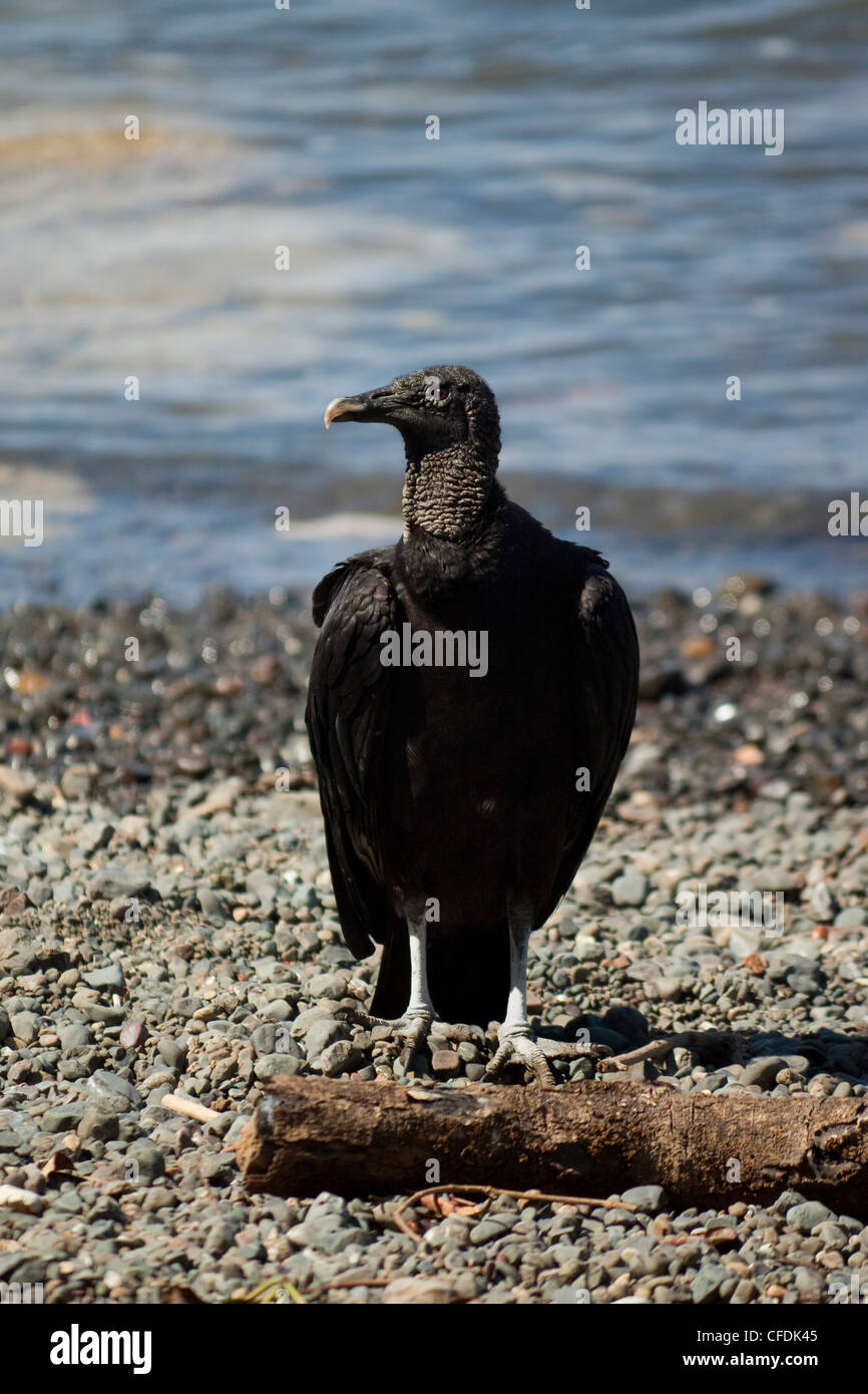 Südamerikanisch, Geier (Coragyps Atratus Brasiliensis), Nicoya Halbinsel, Provinz Guanacaste, Costa Rica Stockfoto