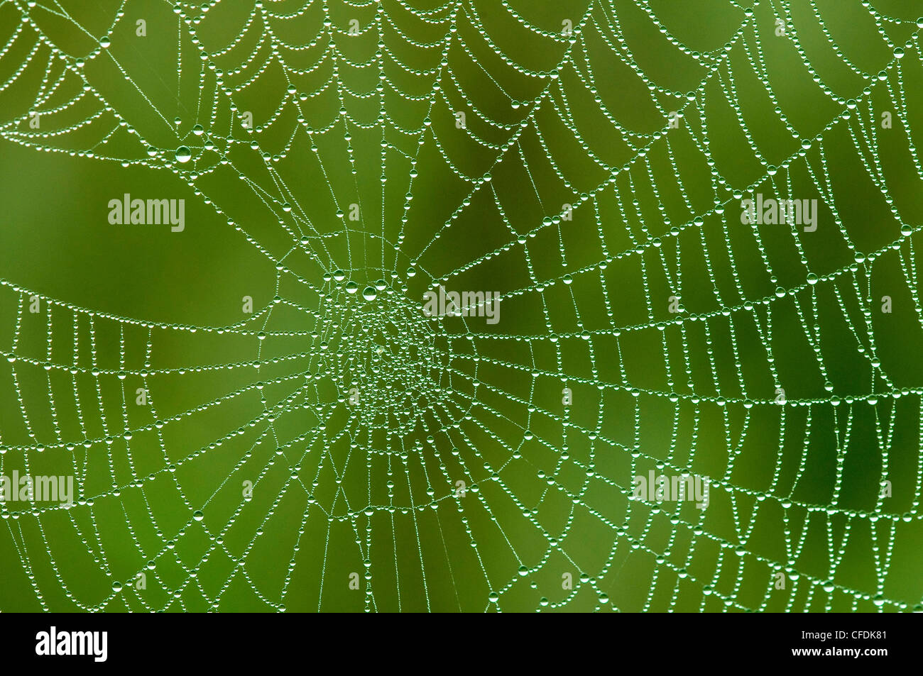 Tau-beschichtete Kugel Spinnennetz, Okanagan Valley, südlichen British Columbia, Kanada Stockfoto