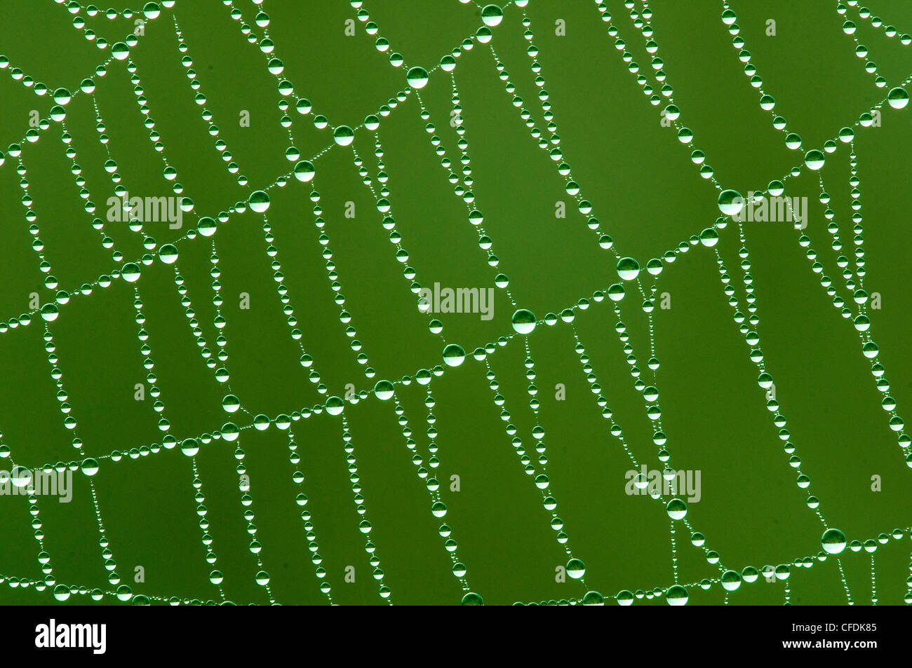 Tau-beschichtete Kugel Spinnennetz, Okanagan Valley, südlichen British Columbia, Kanada Stockfoto